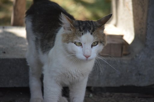 Free The Cat Gray photo and picture