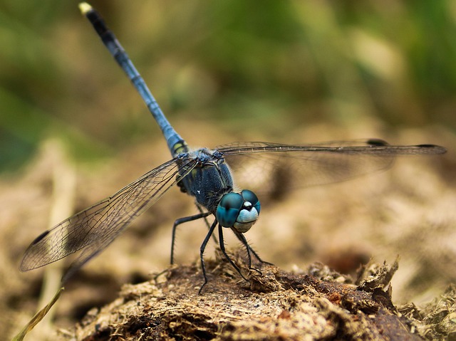 Libelle, Insekten, Fliege