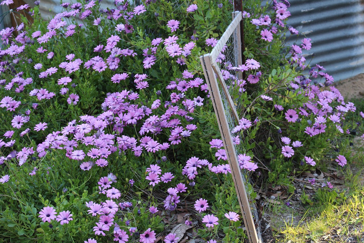 Garden Gate - free online jigsaw puzzle photo