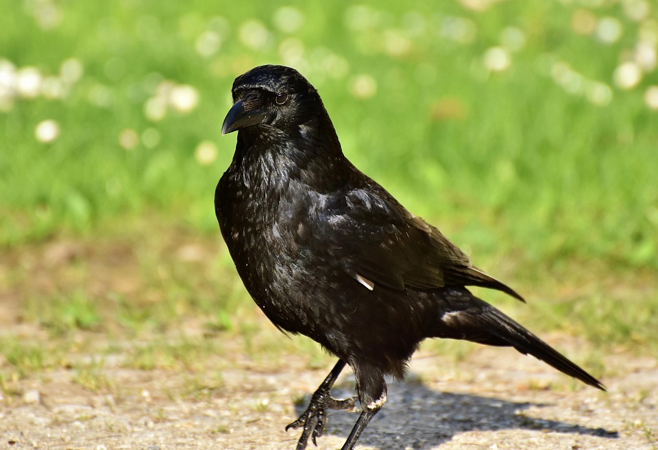 Rabe Krähe Rabenvogel - Kostenloses Foto auf Pixabay