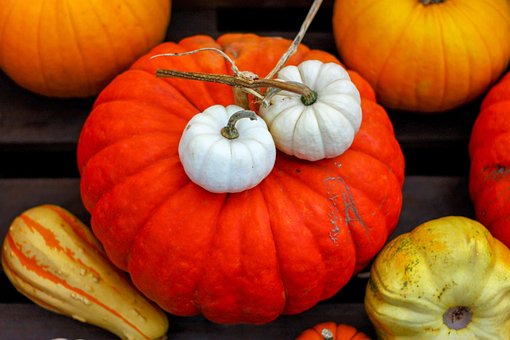 Free Pumpkin Fall photo and picture