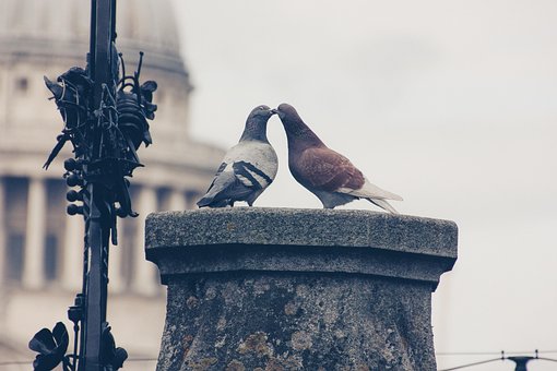 Free Lovebirds Pigeons photo and picture