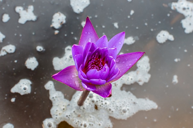 Blue Lotus Flower - Free photo on Pixabay