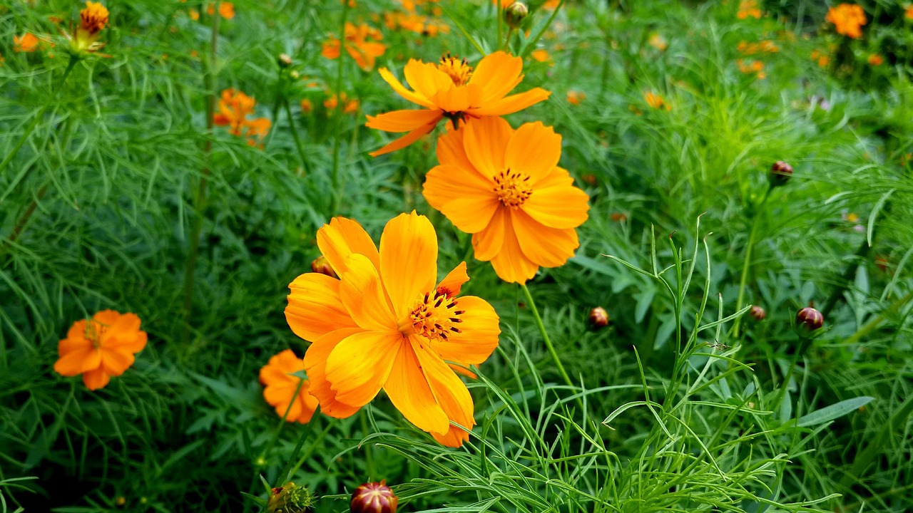 夏天 黄色 花 - Pixabay上的免费照片 - Pixabay