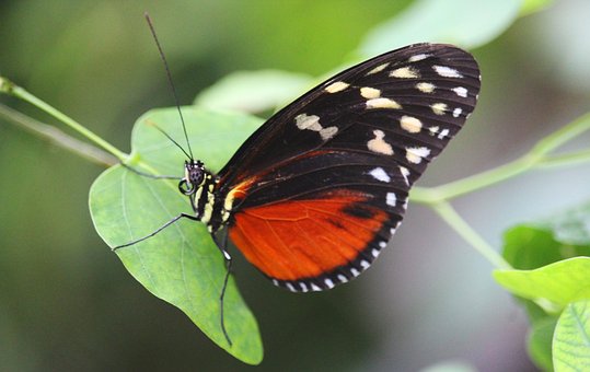 Sommerfugl, Insekter, Dyr, Natur, Blomst