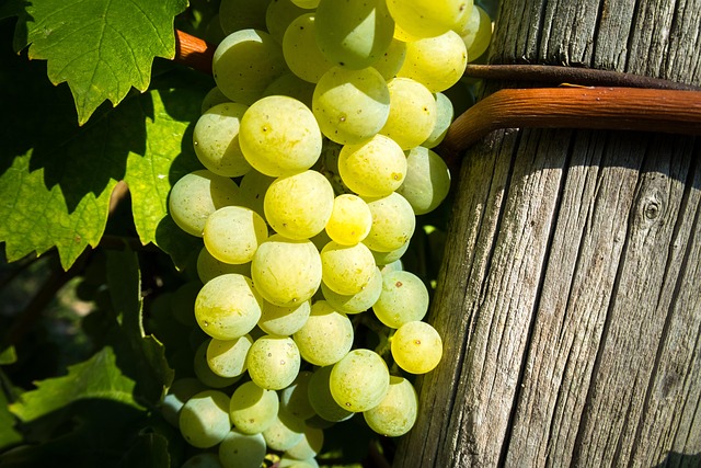 Wine Vine Grape - Free photo on Pixabay - Pixabay