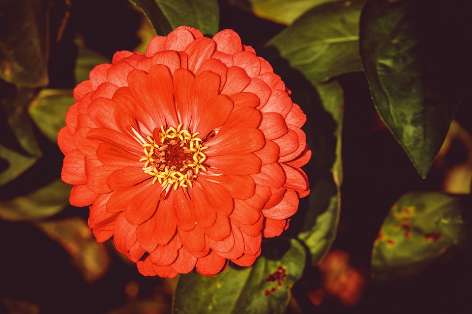 Zinnia, Flower, Blossom, Bloom, Orange, Plant