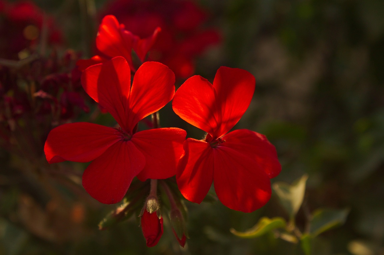 geranium-3694397_1280.jpg