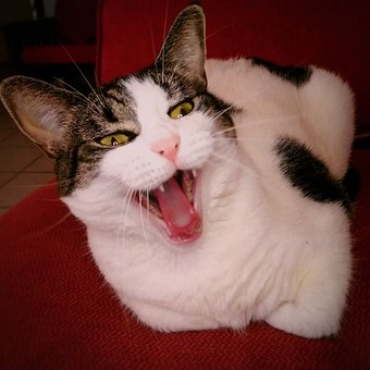 Gato, Gato Engraçado, Bocejar