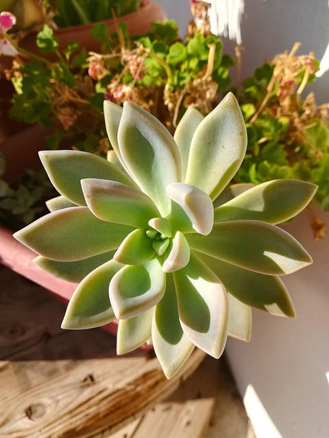 Suculenta, Verde, Planta, Deserto