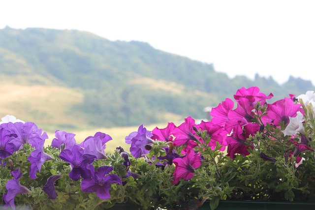 Free Flowers Mountain photo and picture