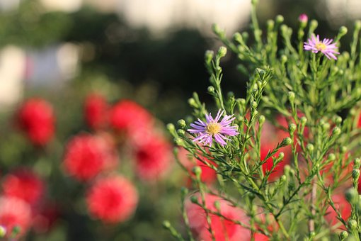 Free Violet Flower photo and picture