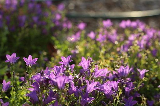 Free Violet Plant photo and picture