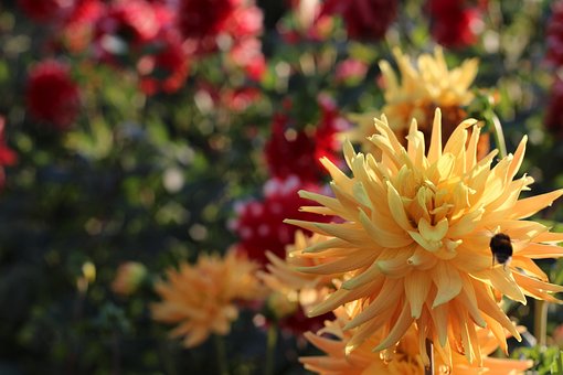 Free Dahlia Yellow photo and picture