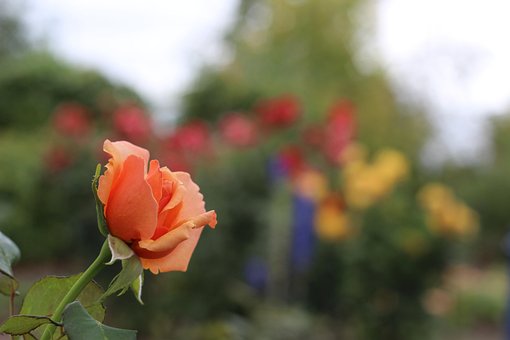 Free Pink Orange photo and picture