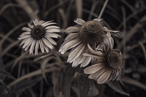 Free Flowers Summer photo and picture