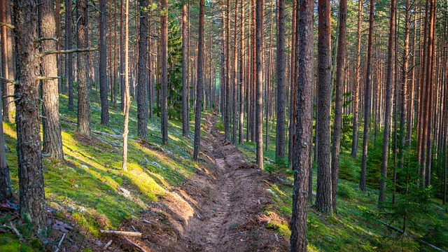 Free Forest Pine photo and picture