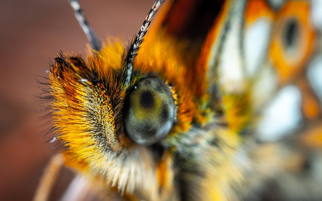 Free Butterfly The Metalmark photo and picture