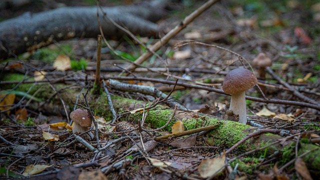 Free Mushrooms Mushroom photo and picture