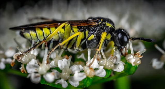 Free Insect Nature photo and picture