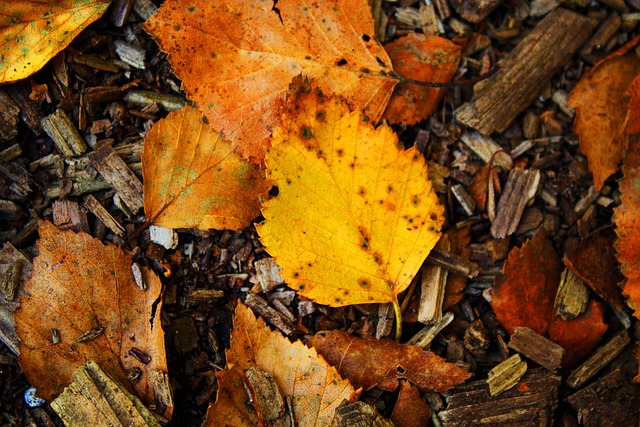 Free Fall Leaf photo and picture