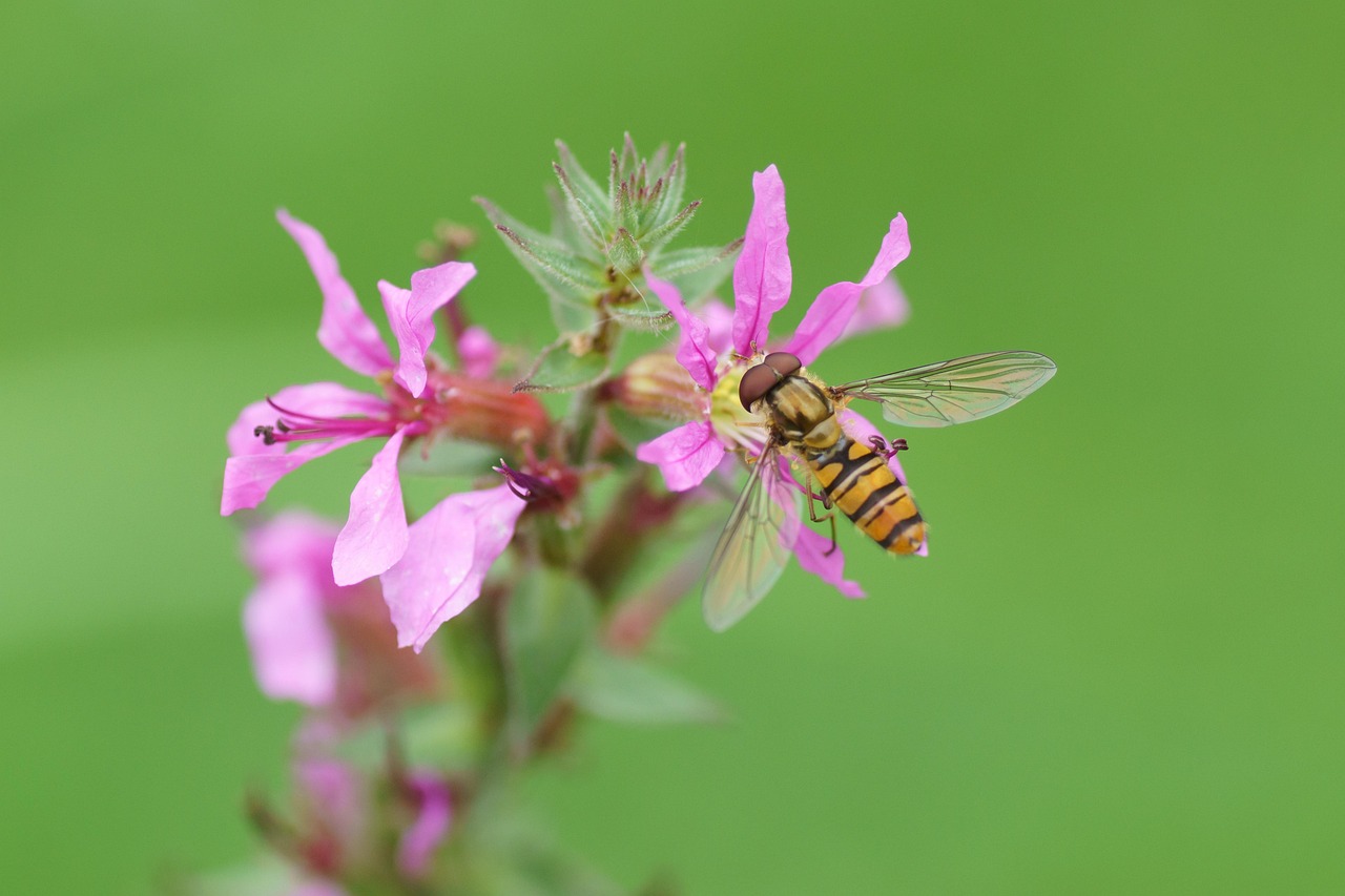 Free Hoverfly Insect photo and picture