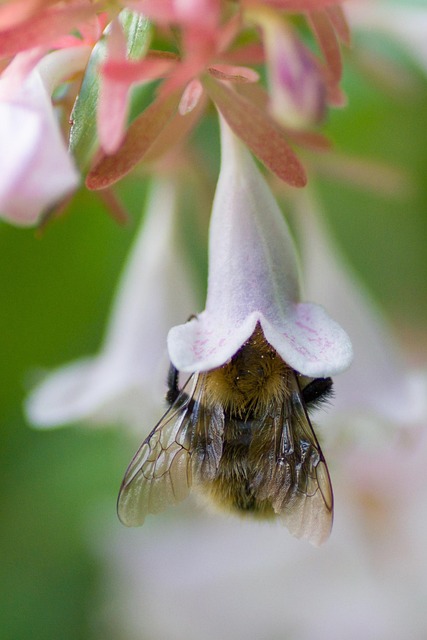Free Bee Insect photo and picture