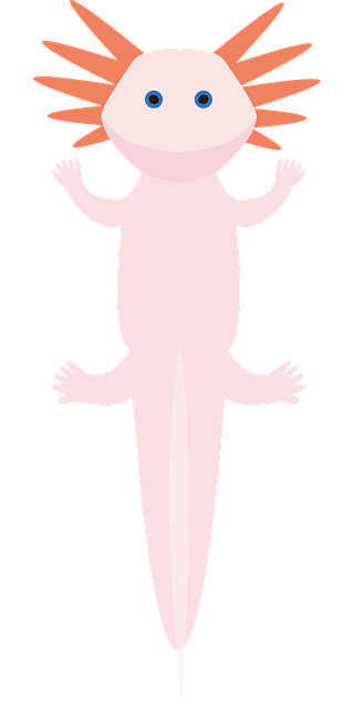 Axolotl, Axolote, Ambystoma Mexicanum