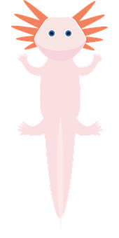 Plus de 3 images vectorielles gratuites de Axolote et de Axolotl