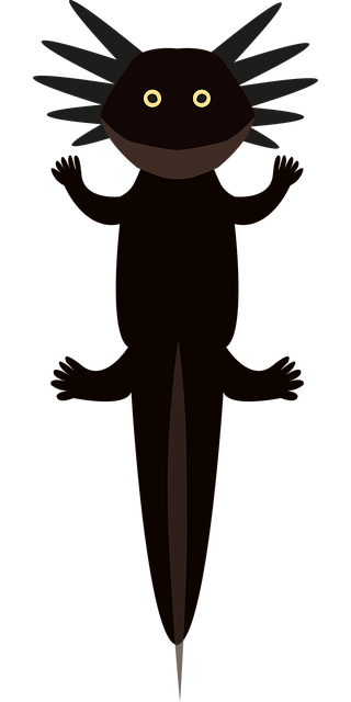Axolotl, Axolote, Ambystoma Mexicanum