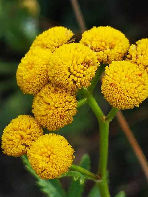 Free Yellow Flower Plant photo and picture