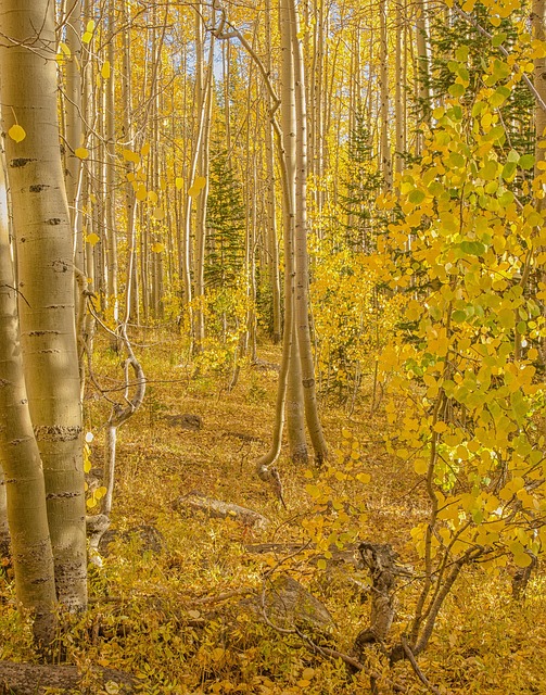 Free Aspen Tree photo and picture