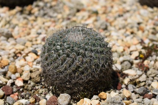 Cactus, Deşert, Botanic