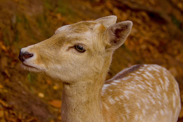 deer, fall, wild, nature, animal, forest, cute, wild u, hiking park in silz, red deer, leaves, autumn mood, fawn, wildlife, relaxed, portrait, quiet, attentive, mammal, relaxation, fallow deer, roe deer