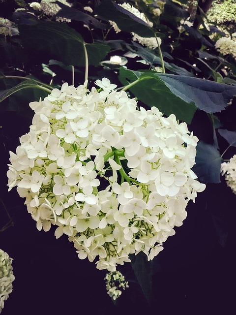 Free Nature White photo and picture