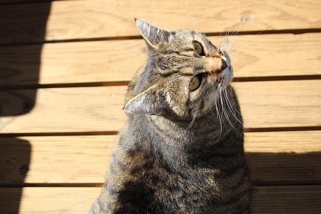 Free Cat Domestic Cat photo and picture
