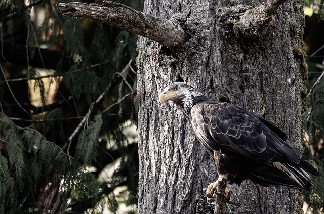 Free Eagle Bald Eagle photo and picture
