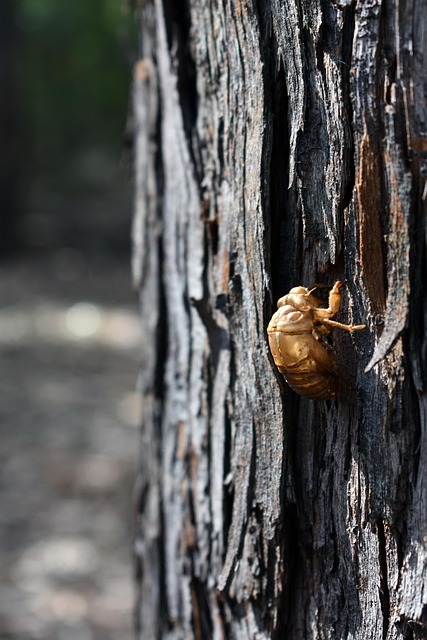 Free Cicada Shell Insect photo and picture