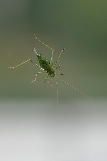 Free Gomphocerinae Grasshopper photo and picture