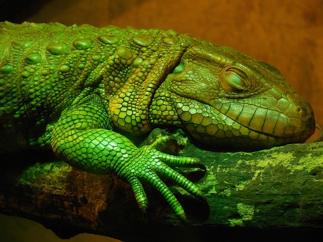 Free Dracena Krokodýlovitá Animal photo and picture