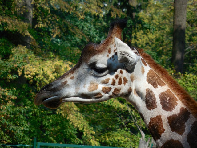 Free Giraffe Animal photo and picture