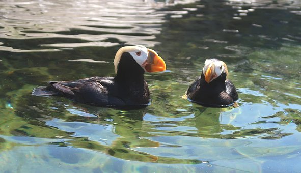 Macarrones Con Puffin, Puffin, Ave