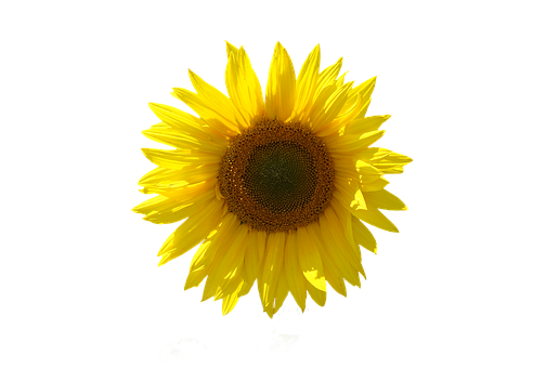Sonnenblume, Freigestellt