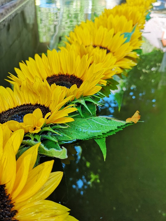 Sunflowers Sunflower Water Free photo on Pixabay Pixabay