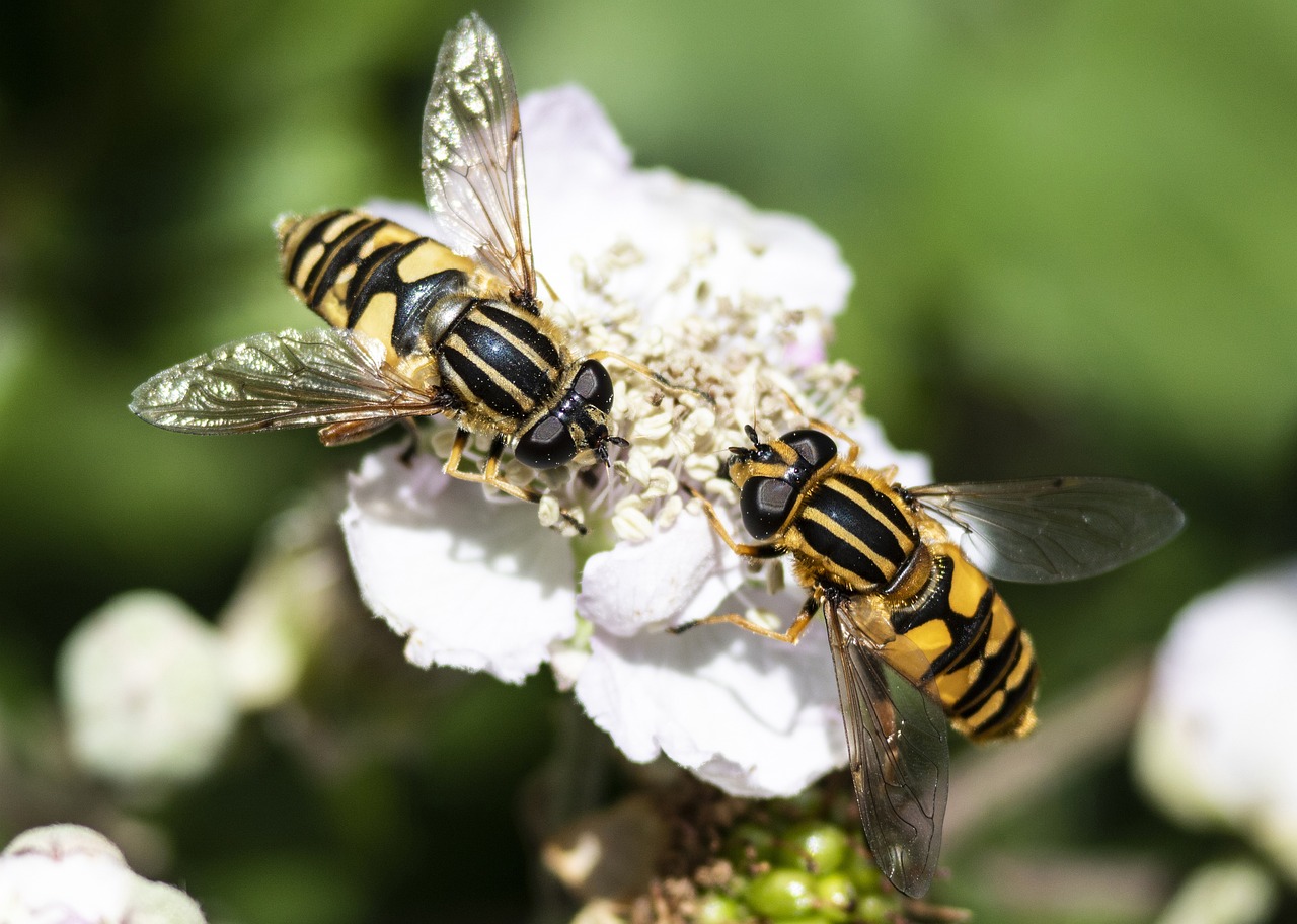 Insecte Bramble Nature Placez Le - Photo gratuite sur Pixabay - Pixabay