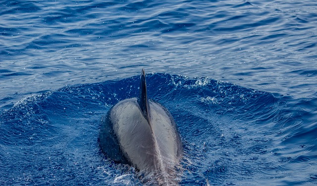 Free Dolphins Ocean photo and picture