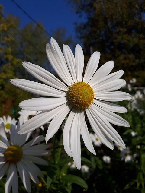 Free Daisy White photo and picture
