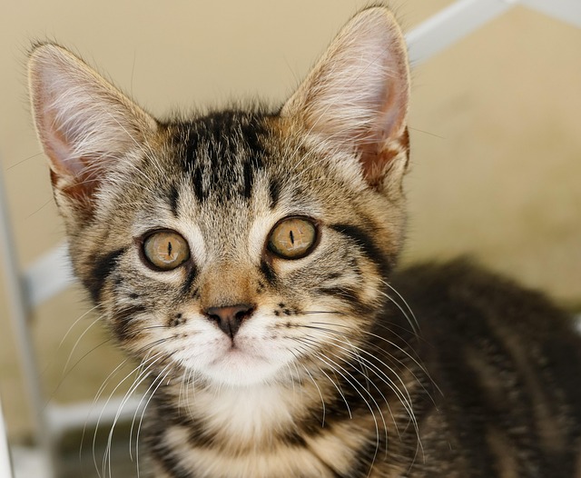 Free Cat Animal photo and picture