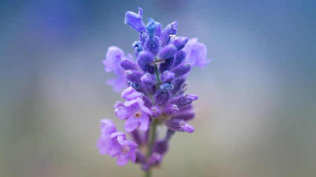 lavender, blossom, bloom, close up, purple, lavender flower, violet, romantic, fragrant, beauty, romance, lavender, lavender, lavender, lavender, lavender