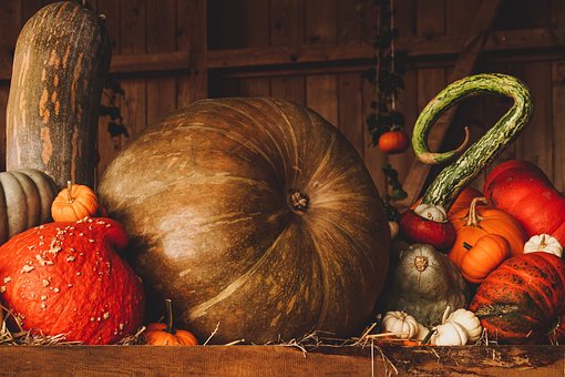 Free Pumpkin Harvest photo and picture
